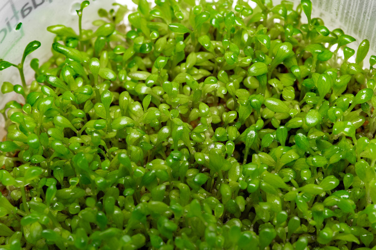 Elatine Hydropiper Aquatic Plant Tissue Culture - Live Aquarium Carpet Plant for Freshwater Fish Tanks, Shrimp Tanks & Aquascaping