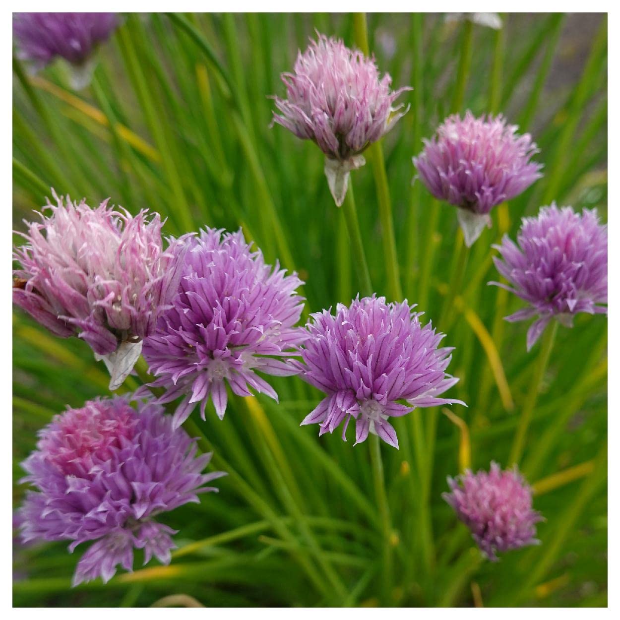 Organic Chives Herb Seeds - 1 Lb Non-GMO Heirloom Seeds - Everwilde Farms Gold Vault Packet - Perfect for Home Gardening, Culinary Herbs & Fresh Seasoning