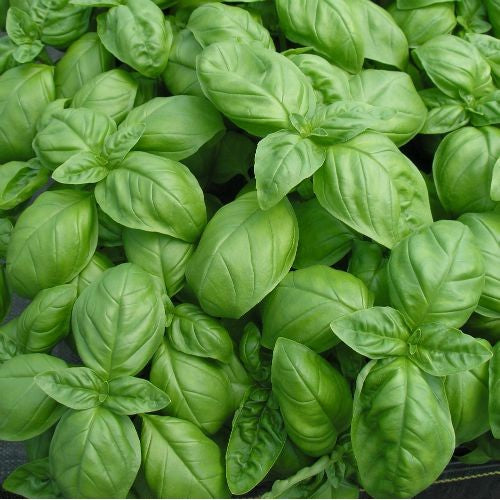 Sweet Genovese Basil Seeds - 100g Pack for Cooking & Gardening | Fresh Herb Seeds for Italian Recipes, Pesto & Home Garden Planting | $26.50