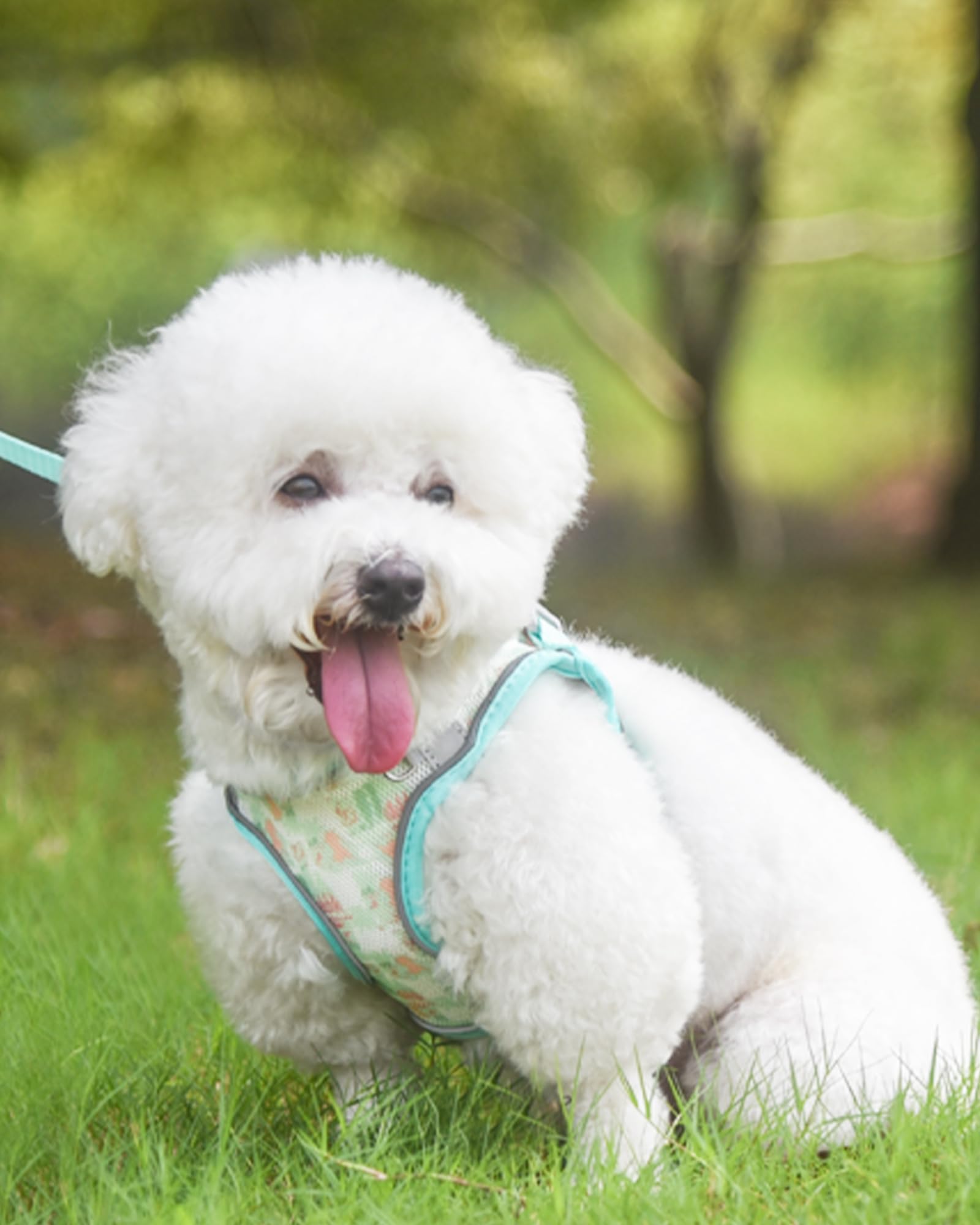 No-Pull Dog Harness for Small & Medium Dogs - Adjustable Step-in Cat Harness & Leash Set - Puppy Harness for Small Breeds - XS to M Sizes - Perfect for Walking, Training & Outdoor Adventures (Green, Medium)