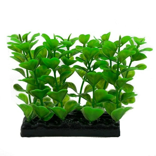 Premium Fish Gear Foreground Green Water Clover (4 Pack) - Live Aquarium Plants for Freshwater Tanks | Enhances Aquatic Decor & Provides Natural Habitat for Fish