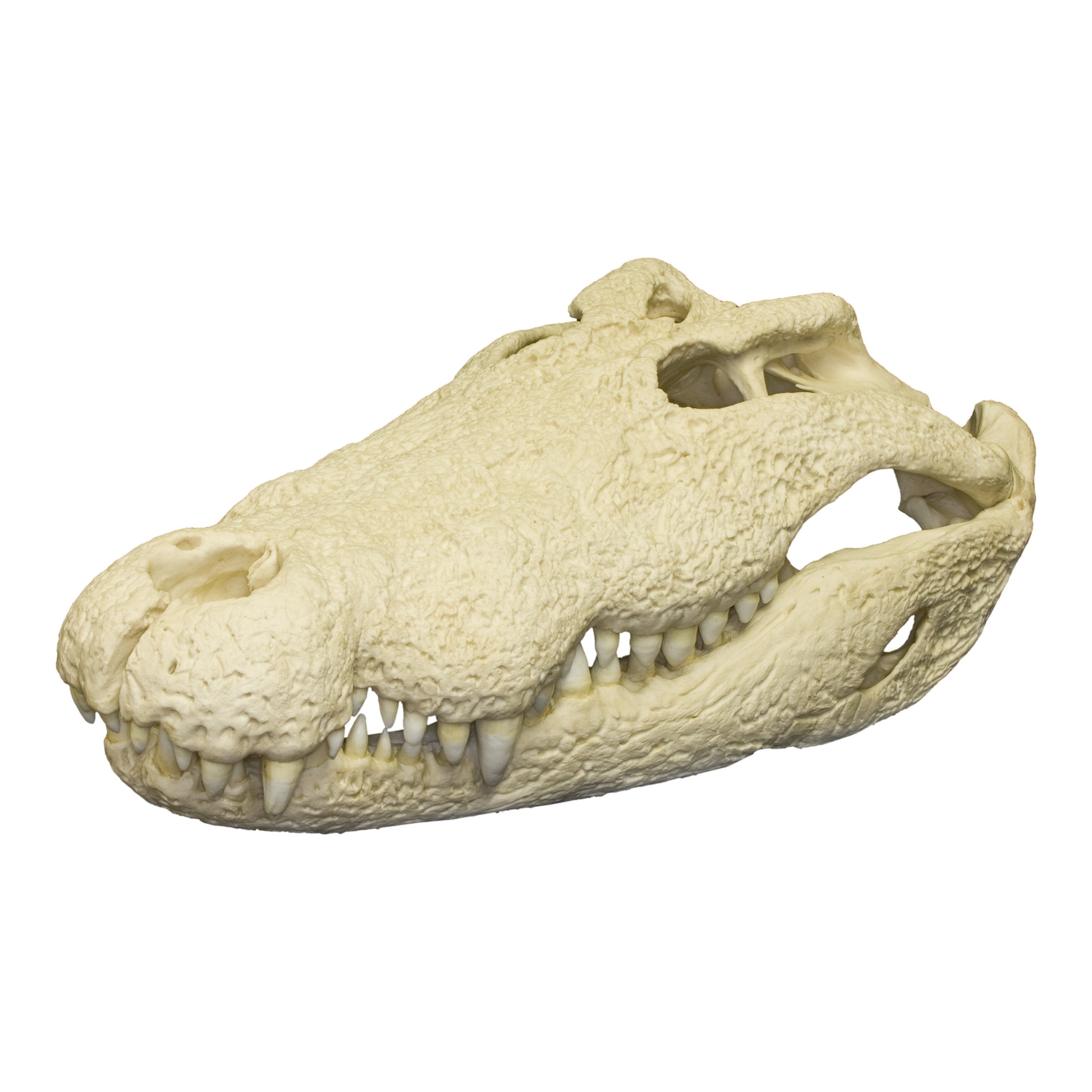 Authentic Replica Nile Crocodile Skull - 12