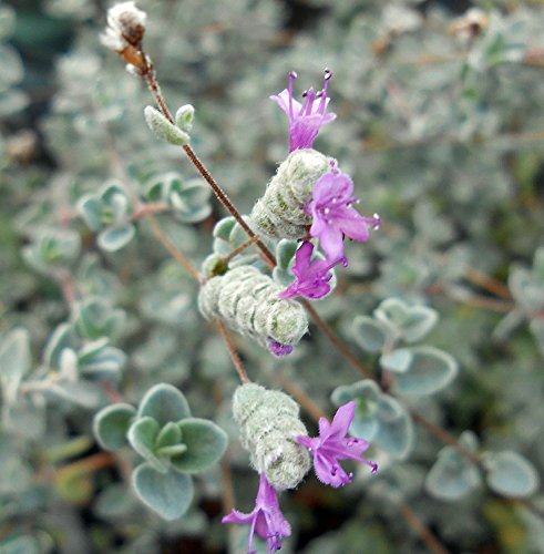 Micro Silver Oregano Plant - Edible Herb for Cooking - 2.5