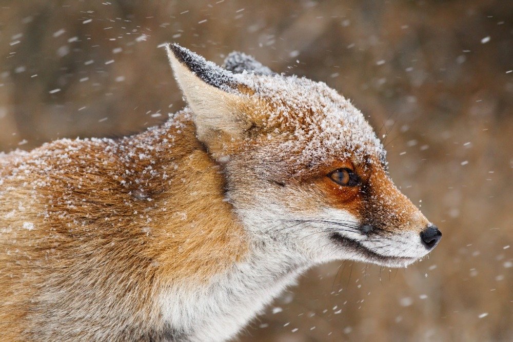 Lantern Press Red Fox in Snow Wall Art - 16x24 Wrapped Canvas Print, Winter Wildlife Decor for Living Room, Bedroom & Office