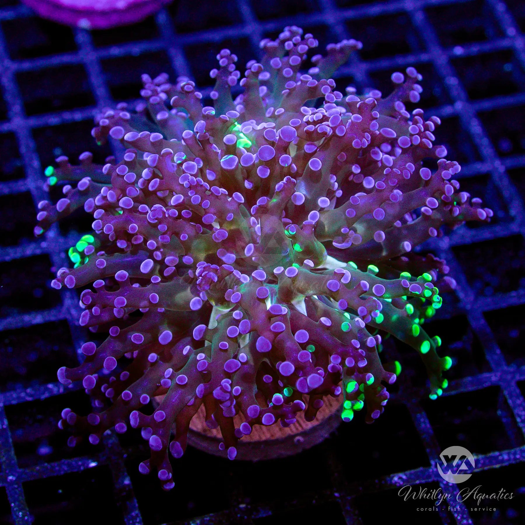 Premium WA Twoface Frogspawn Coral - Live WYSIWYG Saltwater Aquarium Coral for Reef Tanks | Perfect for Coral Propagation and Marine Aquascaping