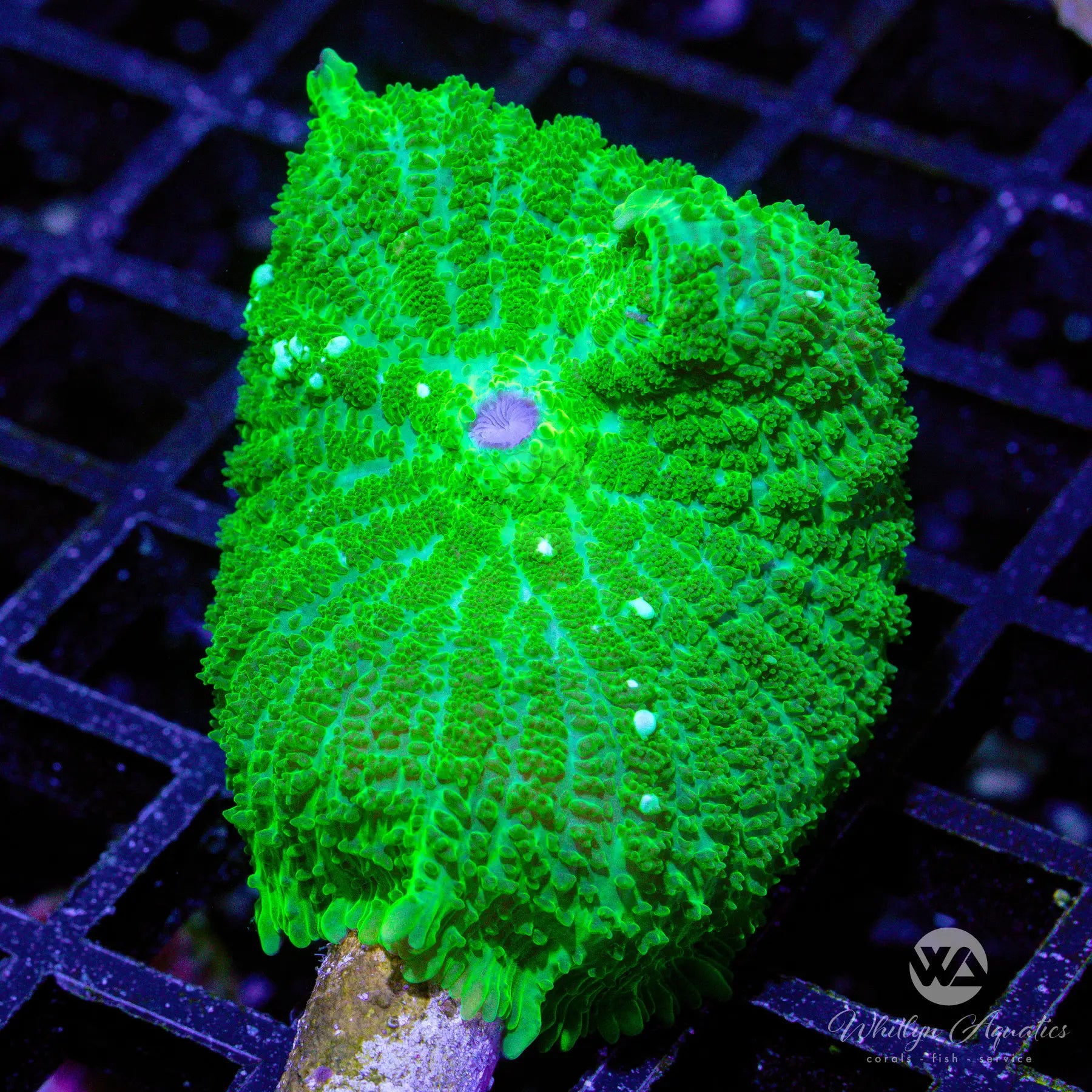 K8 WA Jolly Green Rhodactis Mushroom Coral - Live WYSIWYG Saltwater Coral for Reef Aquariums | Perfect for Nano Tanks & Coral Frag Racks