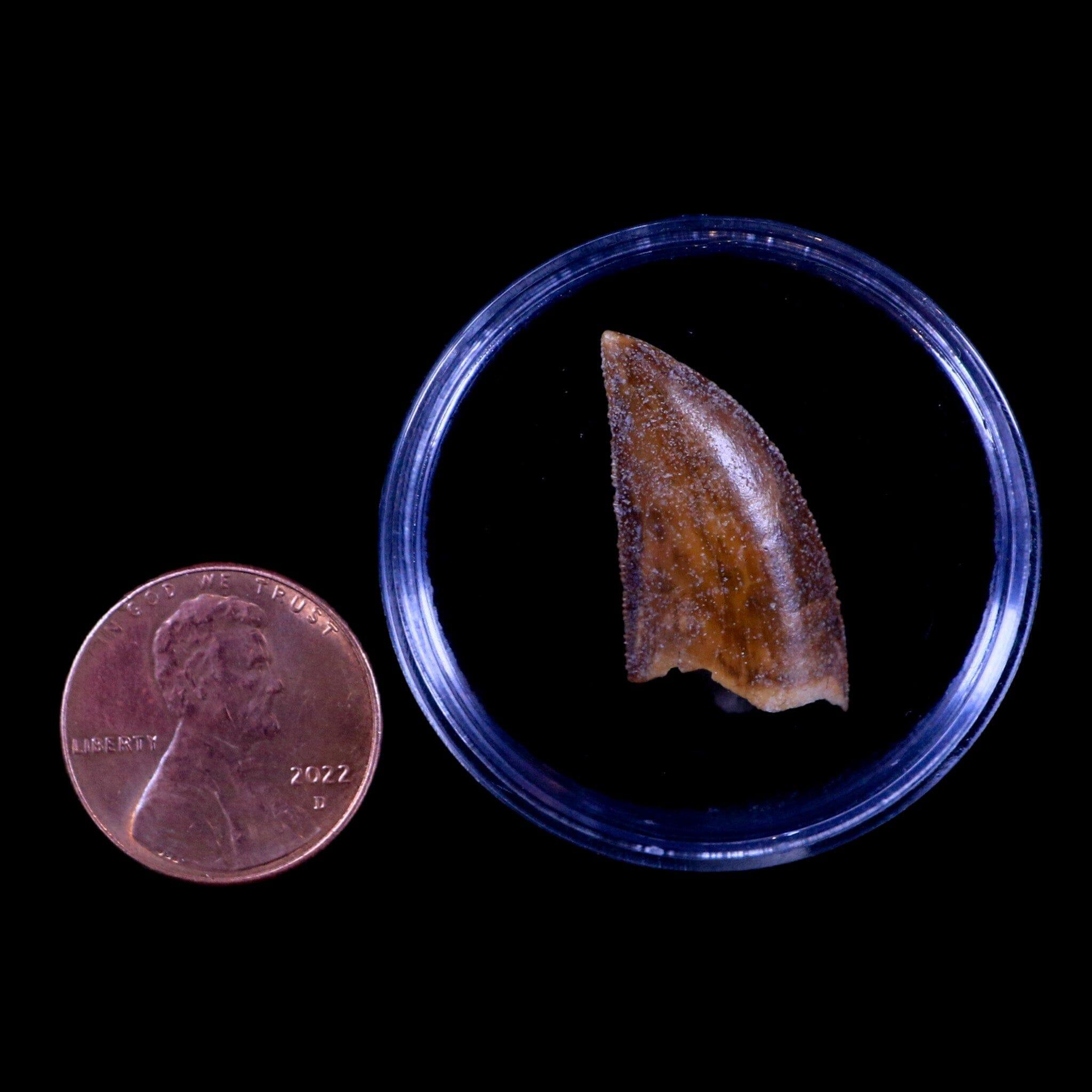 Authentic Majungasaurus Serrated Dinosaur Tooth Fossil from Madagascar - Cretaceous Period with COA - Perfect for Paleontology Collections & Educational Displays