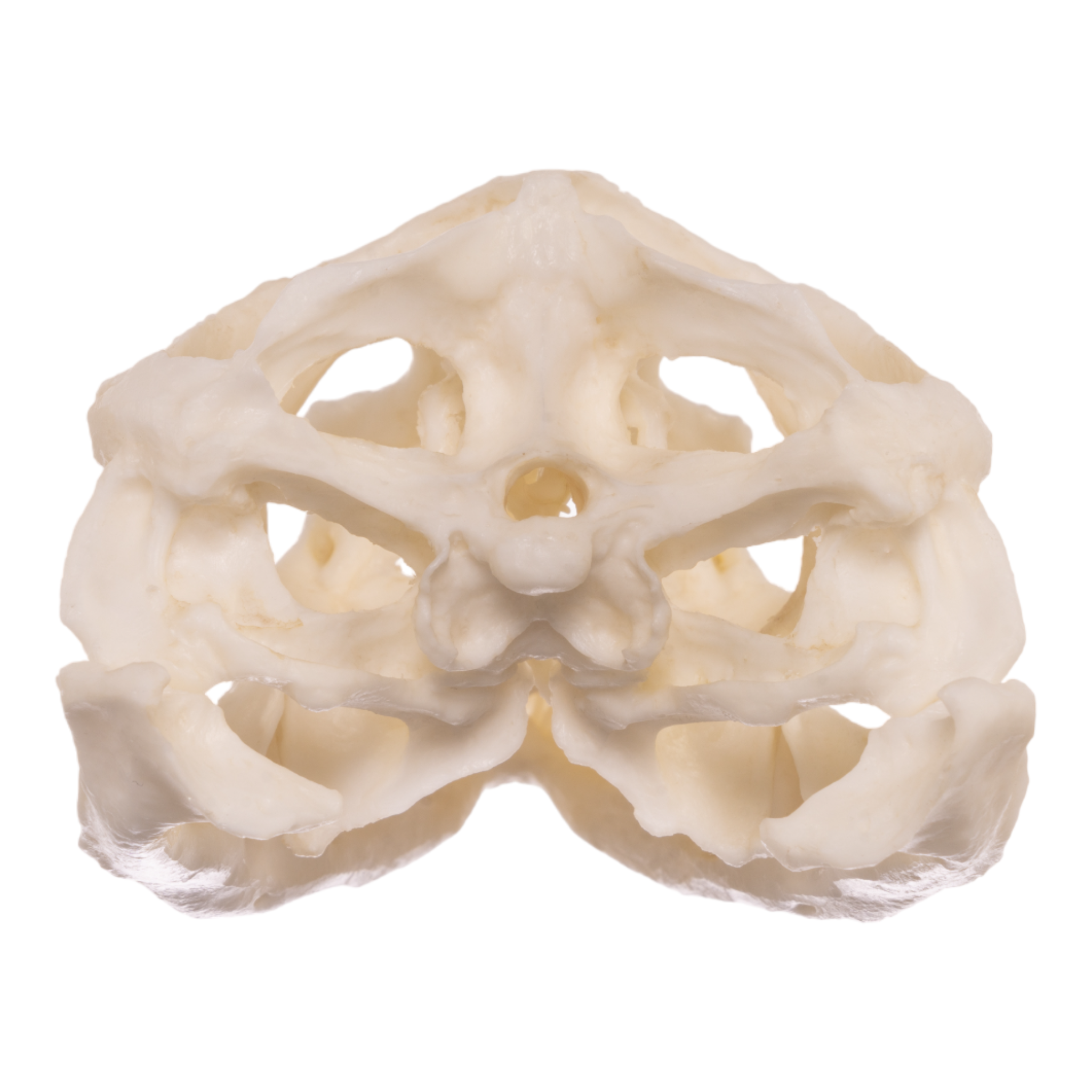 Authentic Replica Anegada Rock Iguana Skull - Lifelike Collectible Specimen for Science Education & Home Decor - Perfect for Biology Classrooms, Museum Displays & Gothic Home Decor