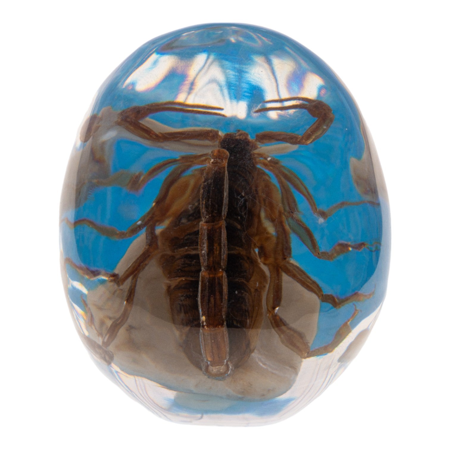 Real Golden Scorpion Encased in Clear Acrylic Skull Display - Perfect for Home Decor, Gothic Collections, and Unique Gift Ideas