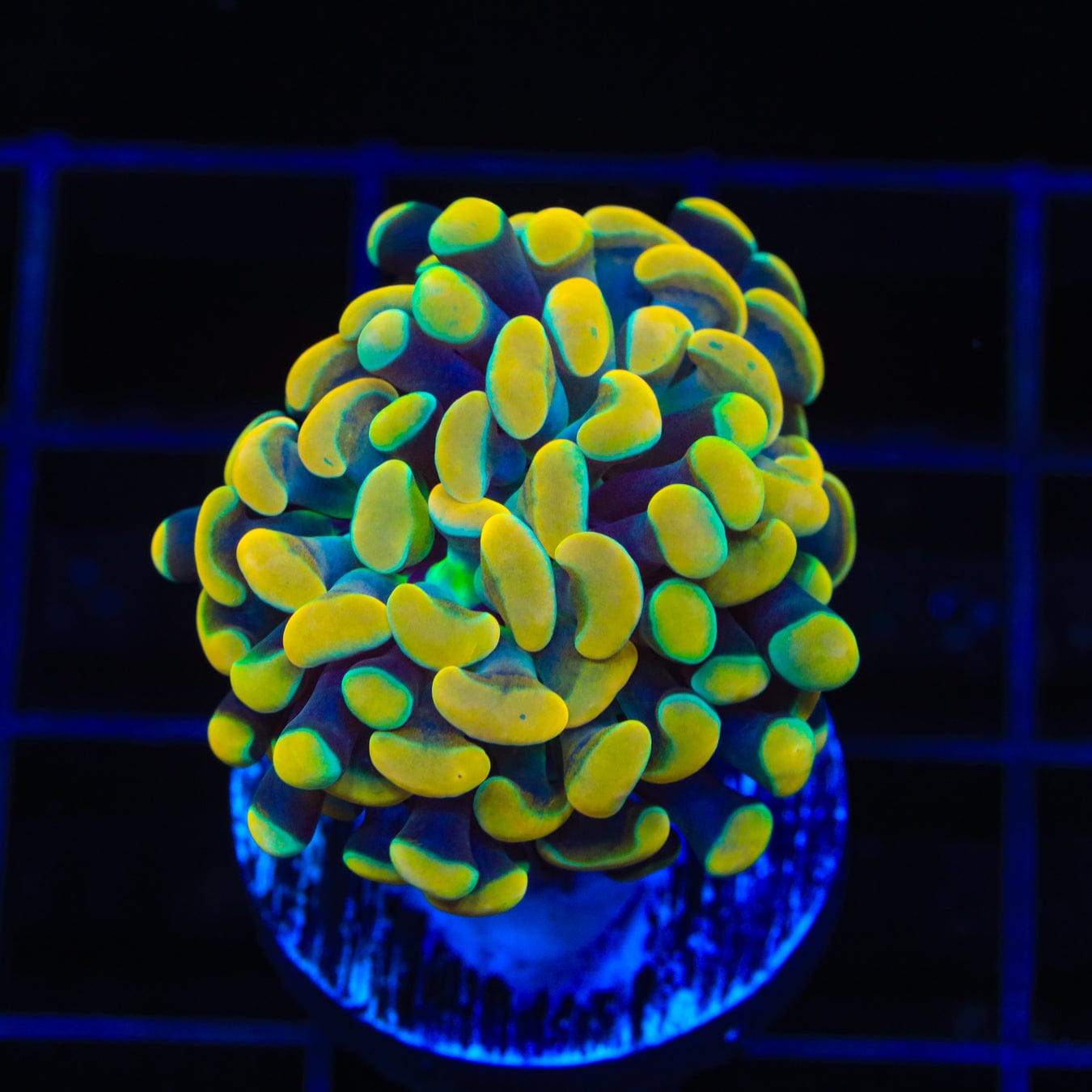 Electro Hammer Coral - High-Quality Marine Aquarium Coral for Reef Tanks | Perfect for Saltwater Fish Tanks & Coral Propagation