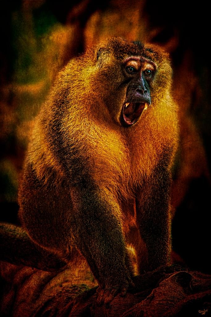 Chris Lord Primate Monkey Photo Art Print - Tropical Wildlife Wall Decor Poster 16x24 for Living Room, Bathroom & Office | Nature Inspired Home Decor