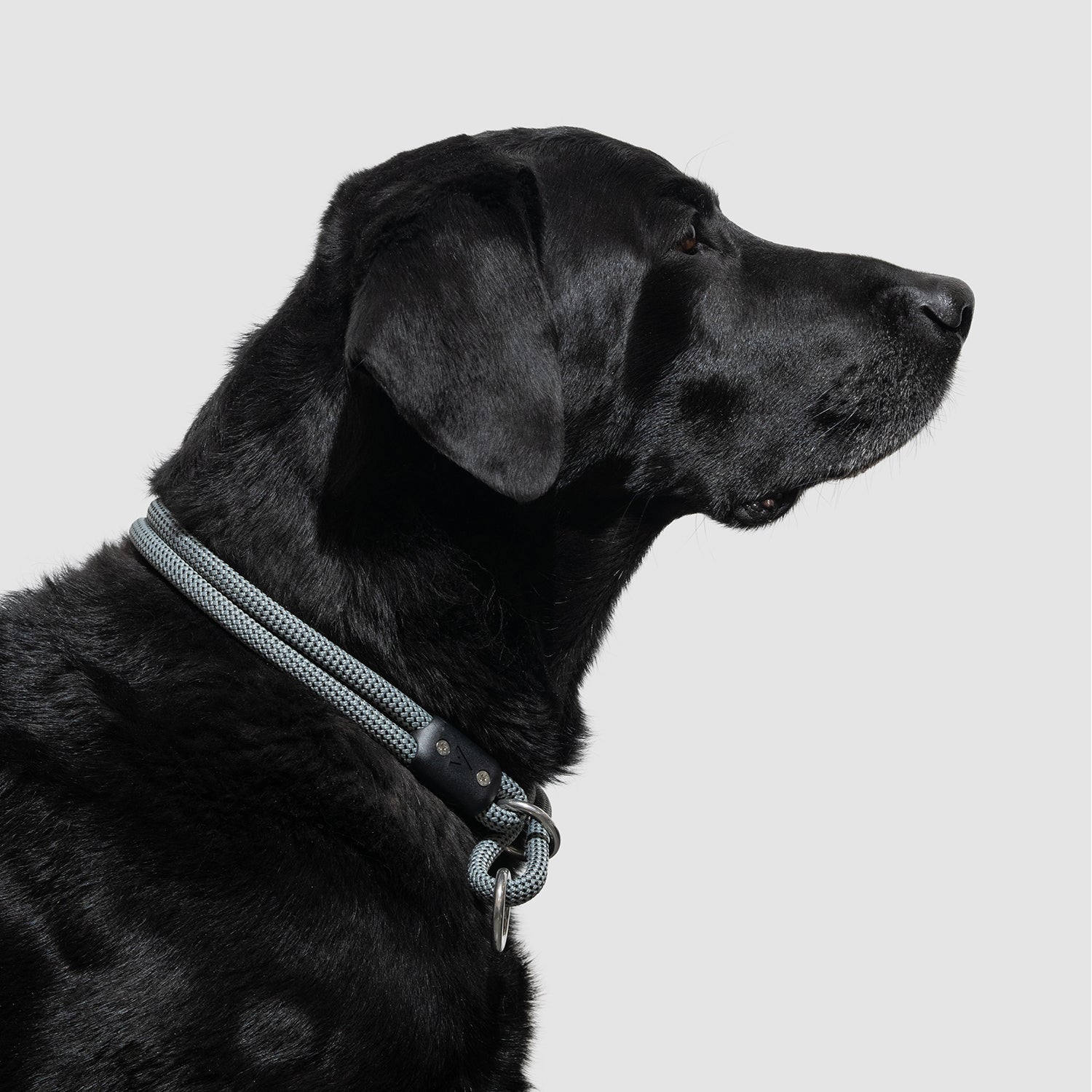 Lifetime Slip Collar for Dogs - Adjustable Nylon Training Collar with Quick-Release Buckle - Perfect for Obedience Training, Walking & Outdoor Adventures