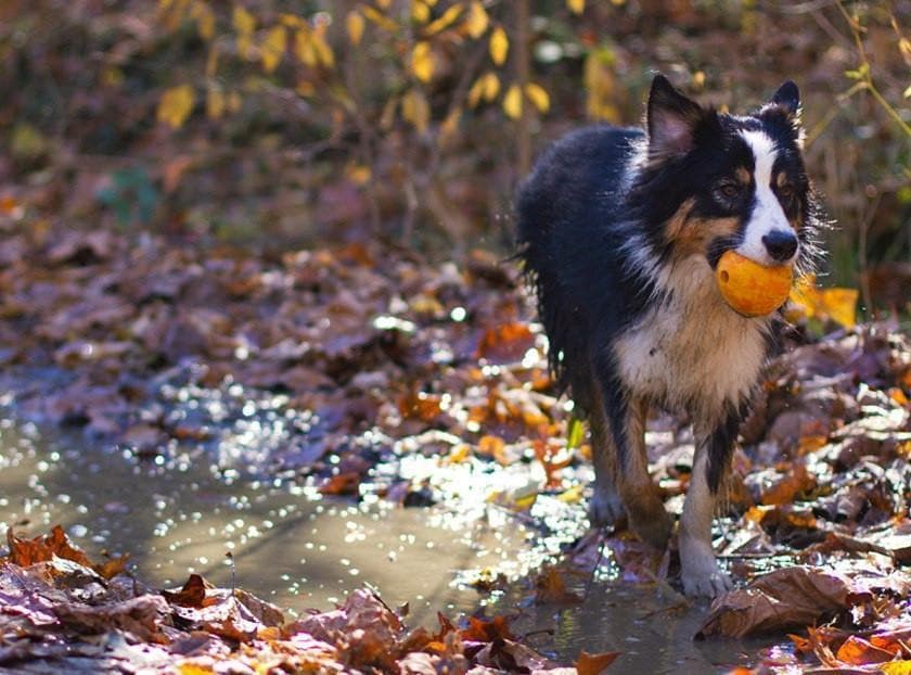 Ruffwear® Huckama Dog Toy Ball - Durable Fetch Ball for Dogs, Blue - Perfect for Outdoor Play, Training & Interactive Fun