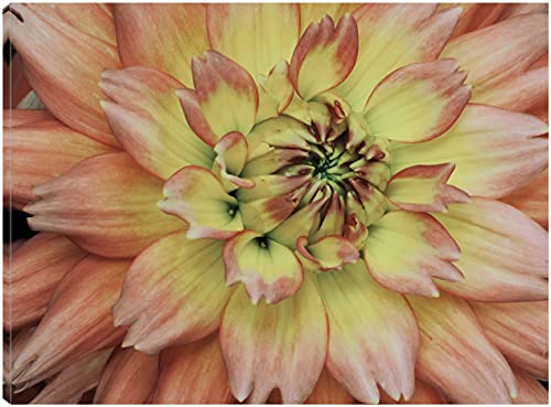 Pink Passion Soft Horizontal