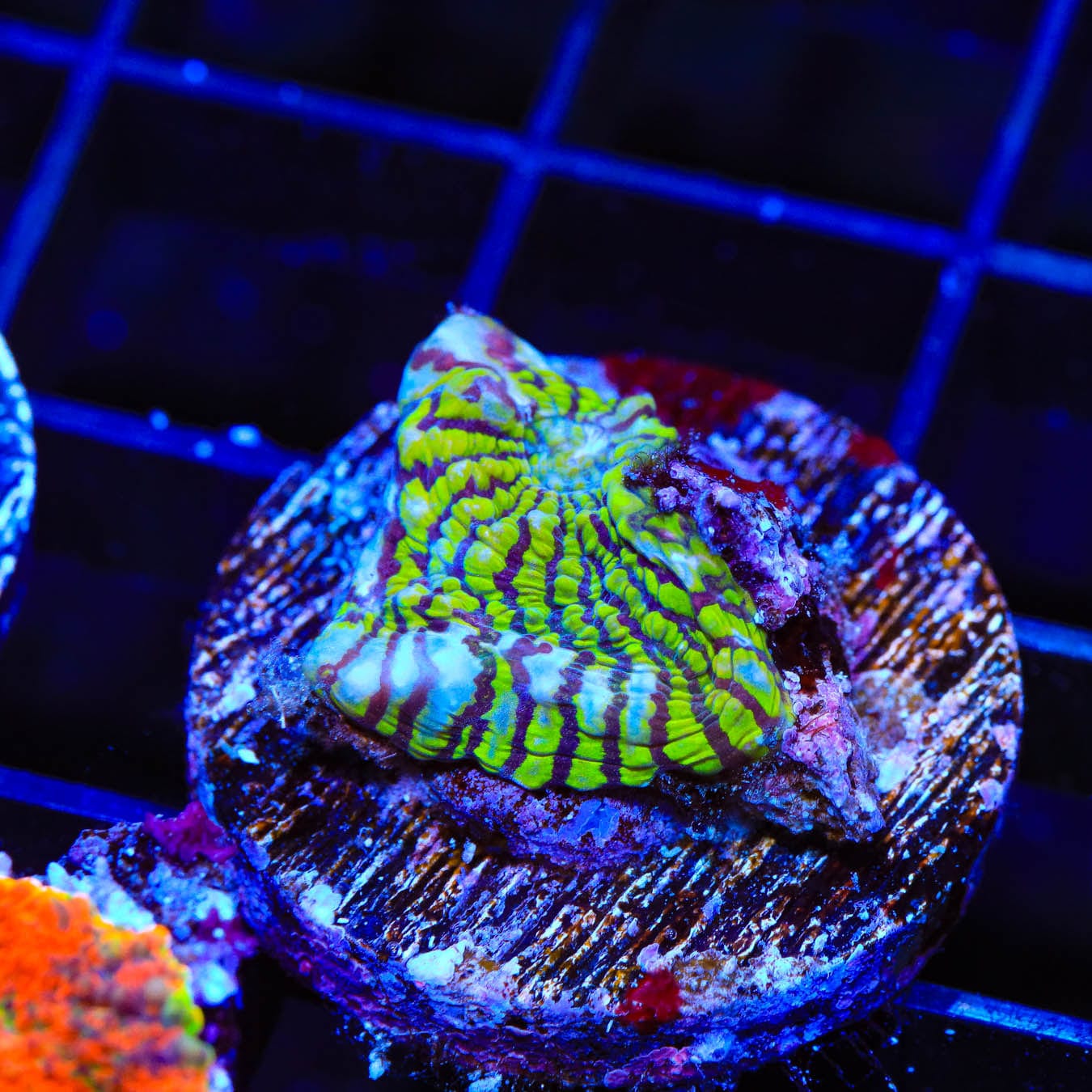 Convict Chalice Coral for Saltwater Aquariums - Vibrant LPS Coral for Reef Tanks & Marine Aquascaping