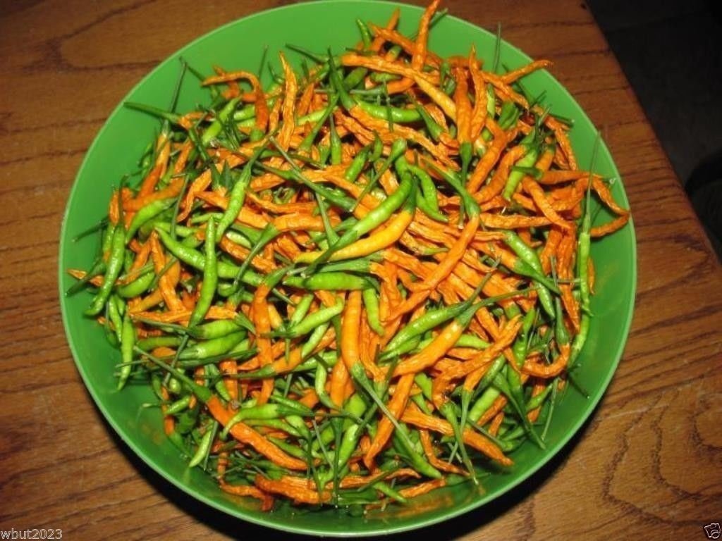 Rare Orange Thai Chili Pepper Seeds (Capsicum annuum) - 50 Count - Exotic Hot Pepper for Cooking, Sauces, and Home Gardening
