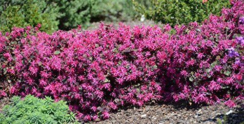 Loropetalum Chinese Fringe Flower 'Plum Delight' - 40 Live Flowering Plants for Landscaping, Garden Borders & Outdoor Decor