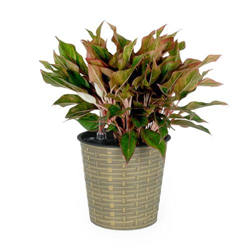 Catleza 13.4 Inch Self-Watering Wicker Planter - Round Natural Rattan Flower Pot for Indoor & Outdoor Plants | Perfect for Home Decor, Patio, Garden, and Office Spaces