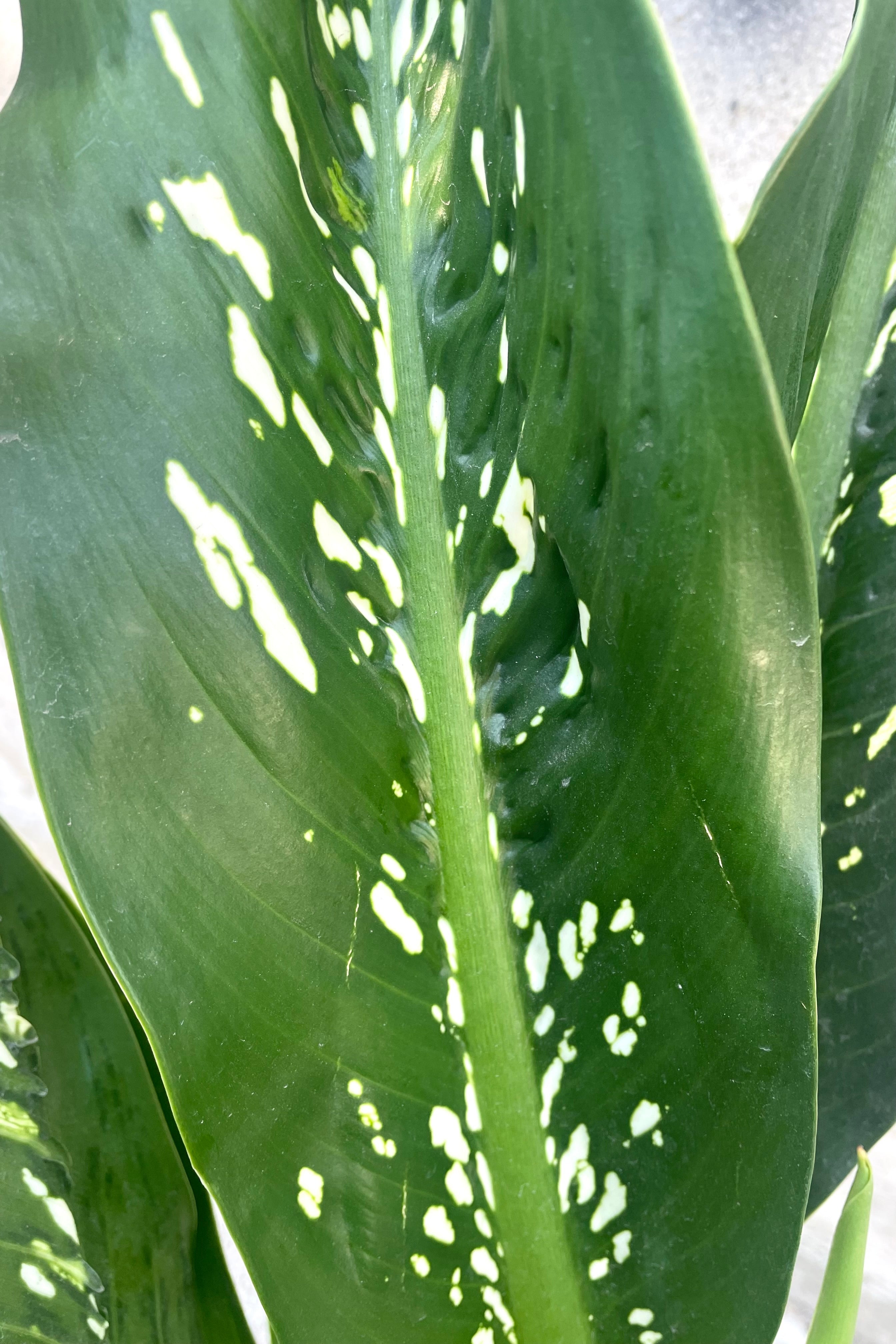 Dieffenbachia 'Crocodile' 12