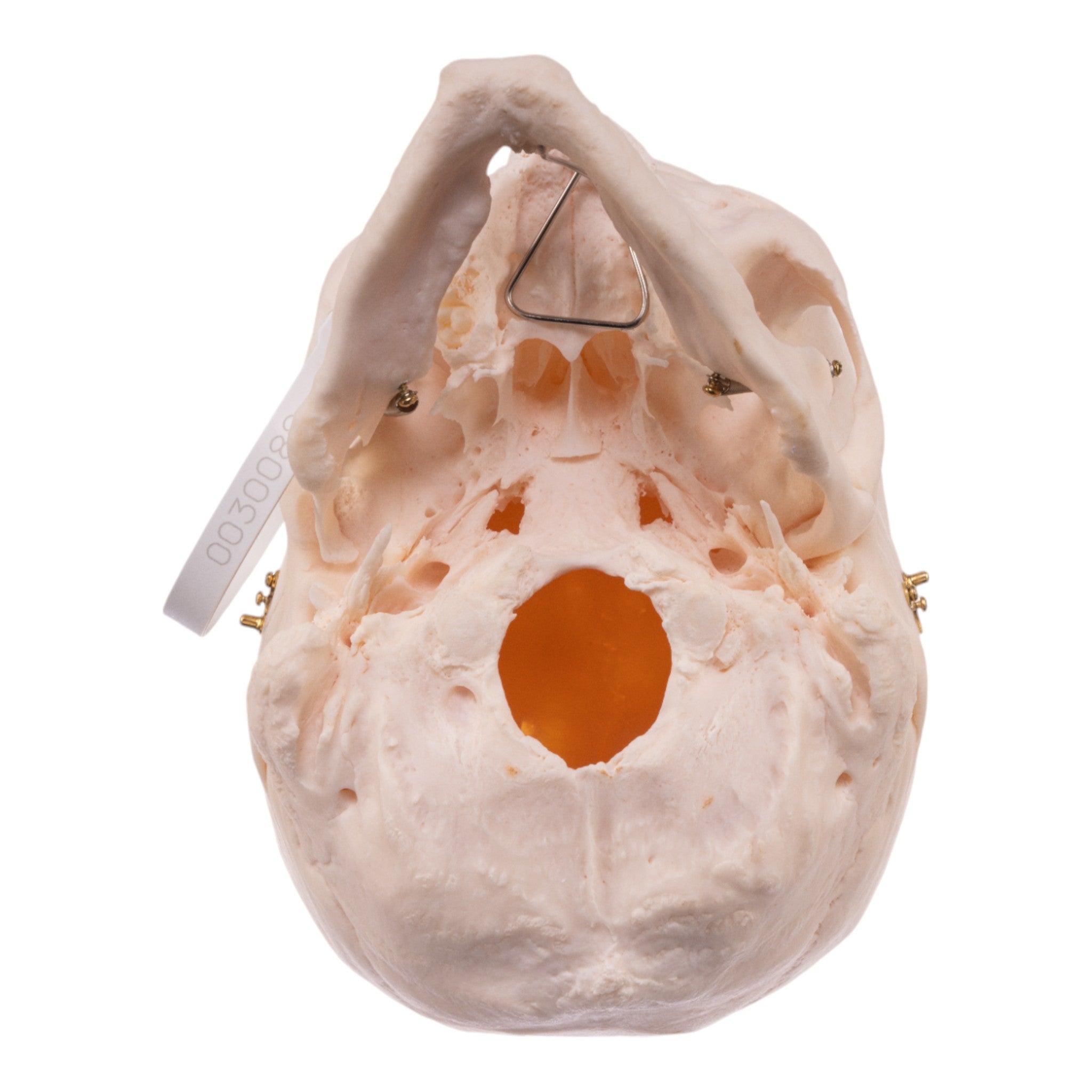 Premium Anatomical Human Skull Model - Accurate & Detailed for Medical Study, Halloween Decor, and Science Education | Perfect for Doctors, Students, and Collectors