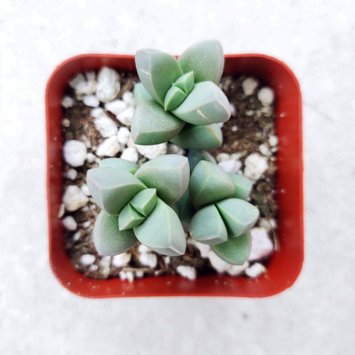 Corpuscularia Lehmannii Ice Plant - 2 Inch Succulent - Live Indoor/Outdoor Plant by Buch4Land - Perfect for Home Decor, Office Desk & Garden Arrangements
