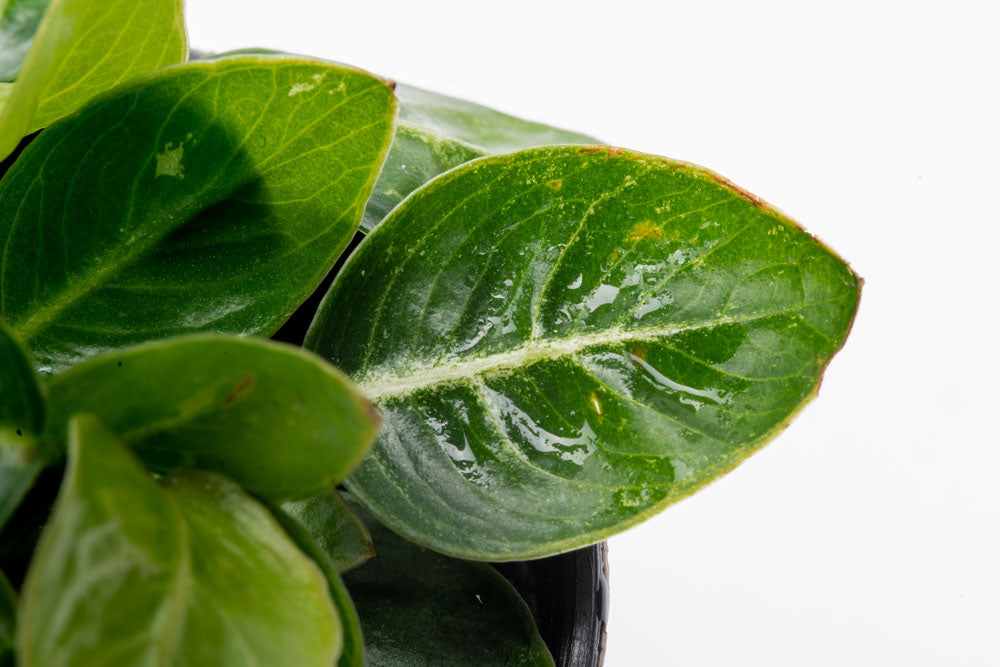 Anubias Giant Stardust Aquatic Plant - Live Freshwater Aquarium Plant for Fish Tanks, Ponds & Terrariums - Easy Low Light Aquascaping Plant for Beginners