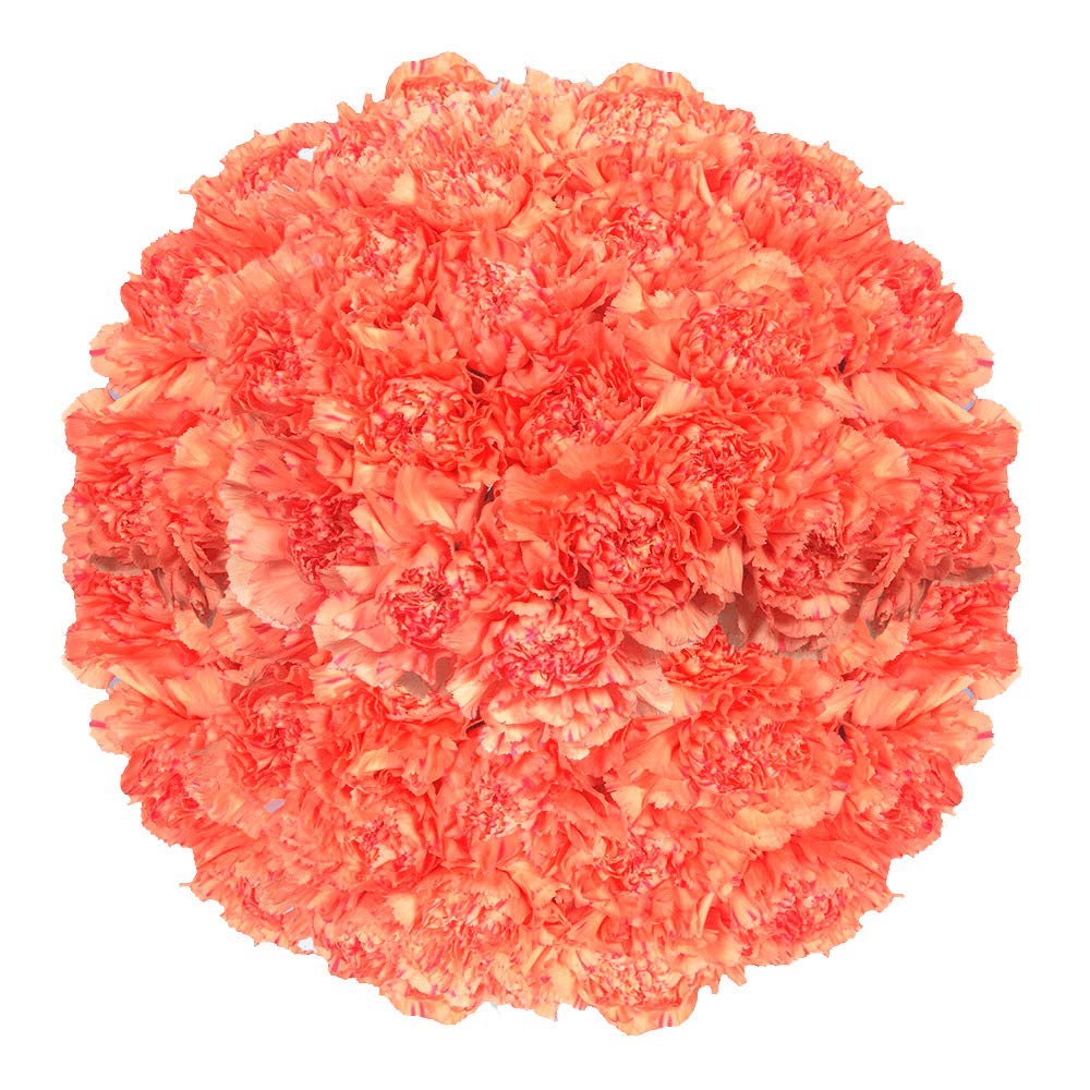 400 Fresh Cut Orange Carnations - Bulk Flowers for Mother's Day, Valentine's Day, Christmas, Anniversary, Birthday & Special Events - Long-Lasting Fresh Cut Stems for Bouquets, Centerpieces & Floral Arrangements