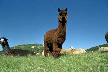 WARRIOR ALPACA SOCKS - Men's Lightweight Alpaca Wool Dress Socks - Moisture Wicking & Odor Control Crew Socks for Business, Travel & Outdoor Activities