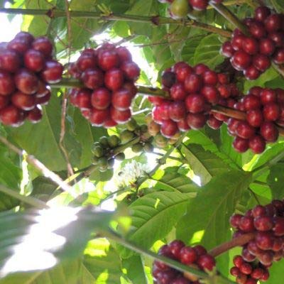 Fair Trade Organic Guatemalan Coffee - Medium Roast Arabica Beans for Home & Office Brewing