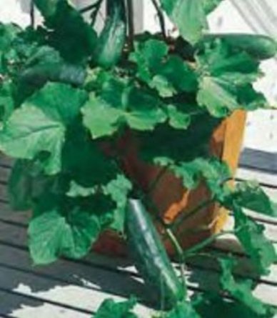 Organic Heirloom Spacemaster Cucumber Seeds - 50 Non-GMO Seeds for Compact Plants with High Yield - Perfect for Container Gardening, Small Spaces & Urban Farming