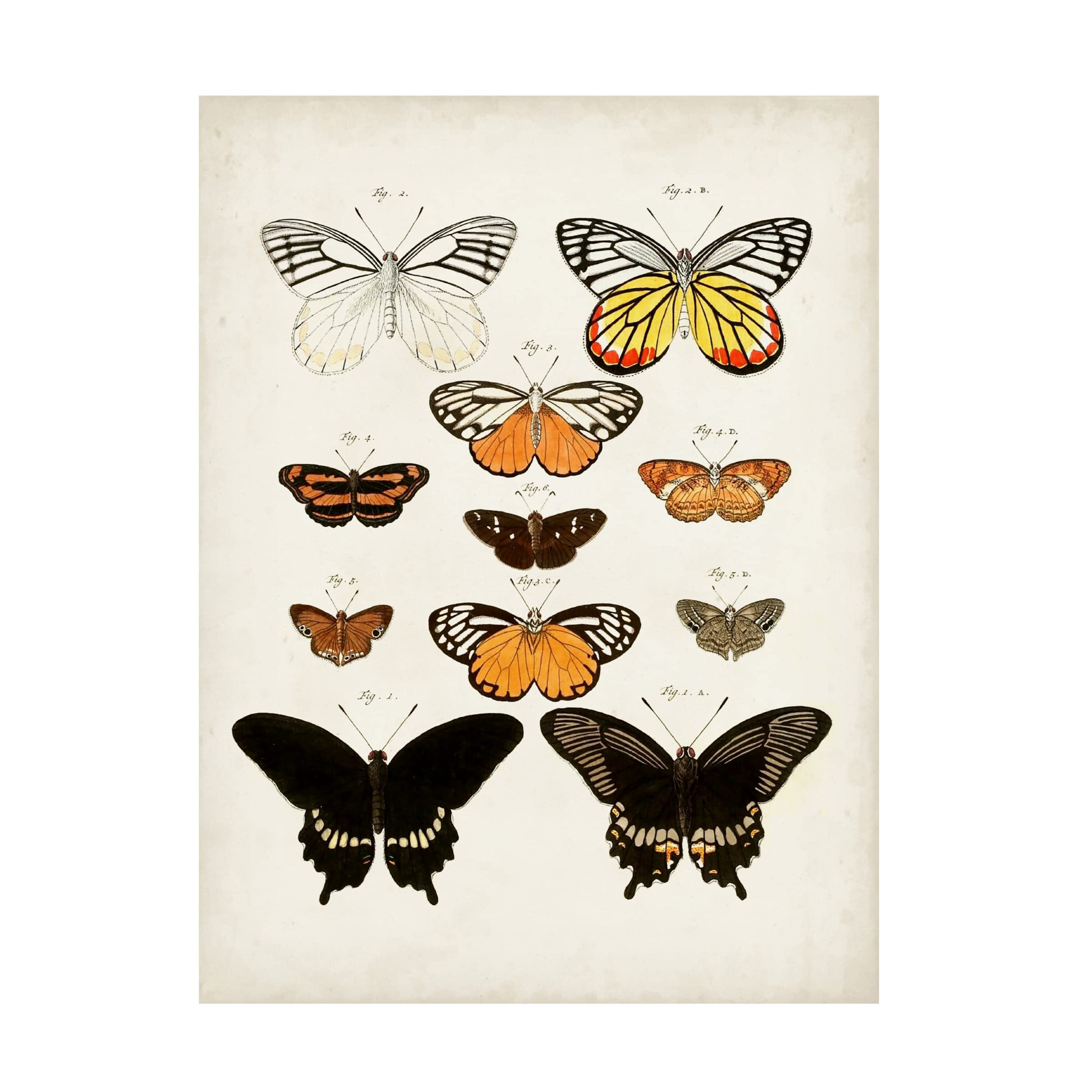 Trademark Fine Art 'Vintage Butterflies III' Canvas Wall Art Print - Nature Inspired Home Decor for Living Room, Bedroom & Office