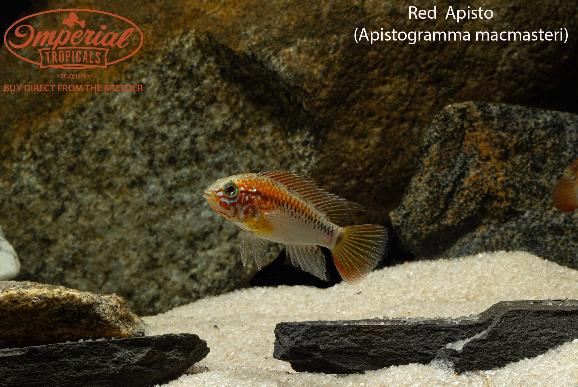 Red Neck Apistogramma Dwarf Cichlid Fish - Colorful Freshwater Aquarium Fish for Home & Office Tanks