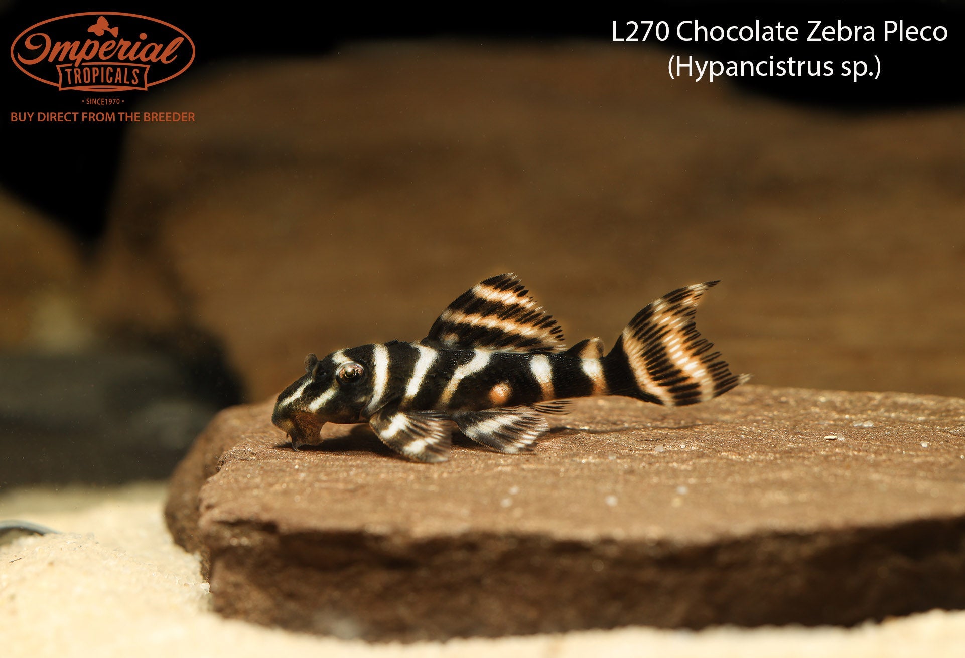 Premium L270 Chocolate Zebra Pleco (Hypancistrus sp.) - Rare Tropical Freshwater Aquarium Fish for Planted Tanks & Community Aquariums