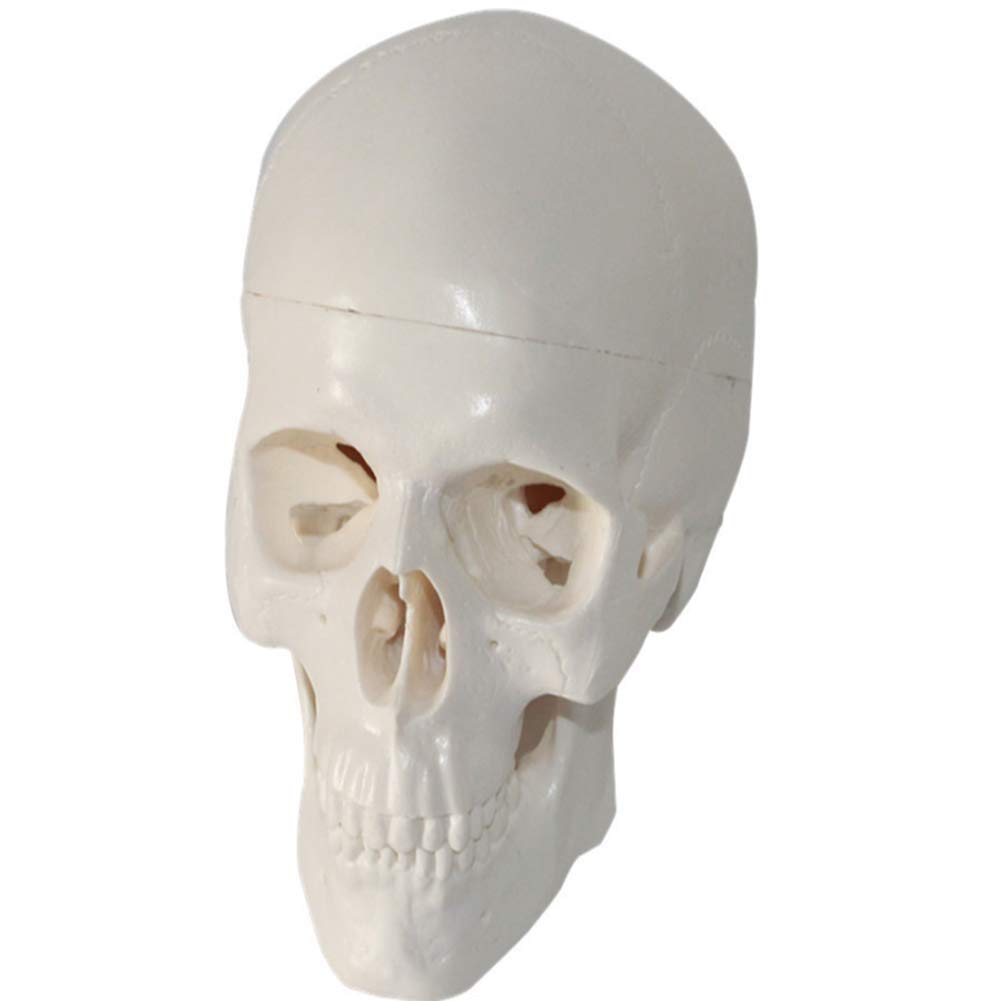 Half Life-Sized Human Skull Anatomy Model - Detailed Head Skeleton with Major Foramen, Fossa, Canals & Full Teeth Set (10x7x8cm) | Perfect for Medical Students, Anatomy Study & Science Classroom Demonstrations