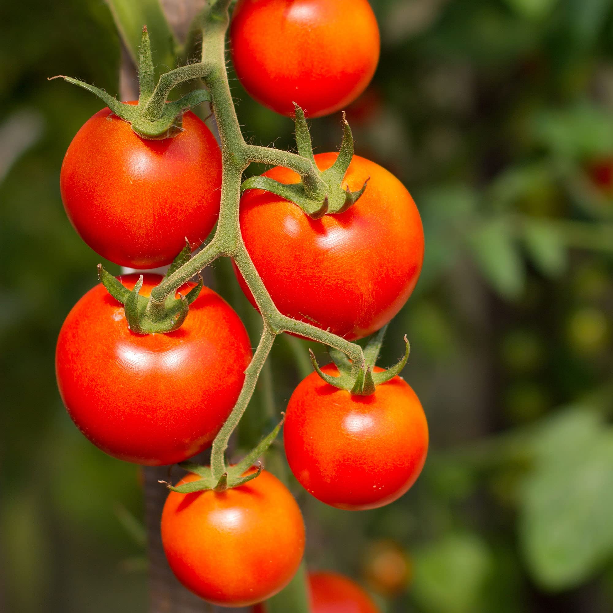 Currant Red Tomato Seeds - Non-GMO Heirloom Variety (4 Oz ~30,000 Seeds) - Solanum lycopersicum for Home Vegetable Gardens & Organic Farming - Perfect for Canning, Sauces, and Fresh Salads