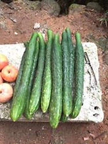 Chinese Snake Cucumber Seeds - 100 Count, Long 12-20 Inch Cucumbers with High Yield | Perfect for Fresh Salads, Pickling, and Asian Cuisine