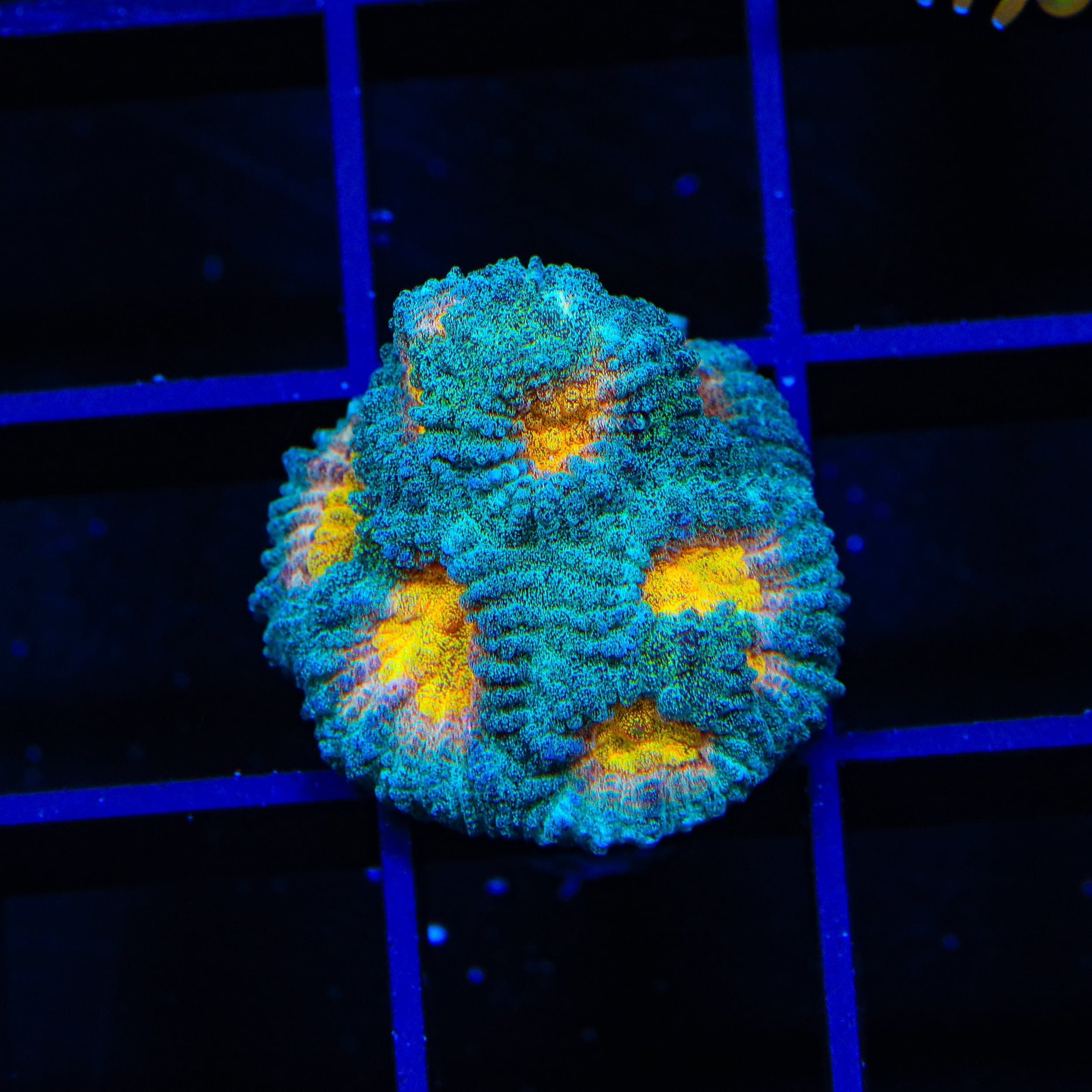Premium CB Angel Eye Favia Coral - Vibrant Saltwater Aquarium Coral for Reef Tanks | Perfect for Coral Propagation and Aquascaping
