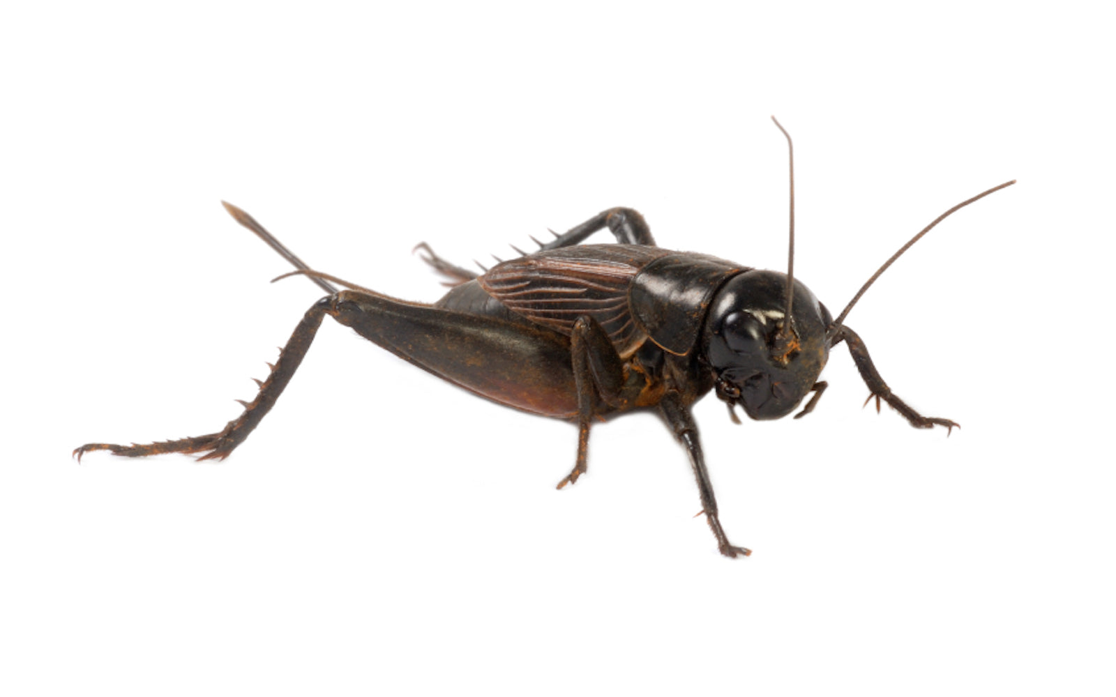 Live Crickets for Reptiles & Amphibians - Nutritious Feeder Insects for Bearded Dragons, Frogs & More - Perfect for Pet Food & Wildlife Attraction