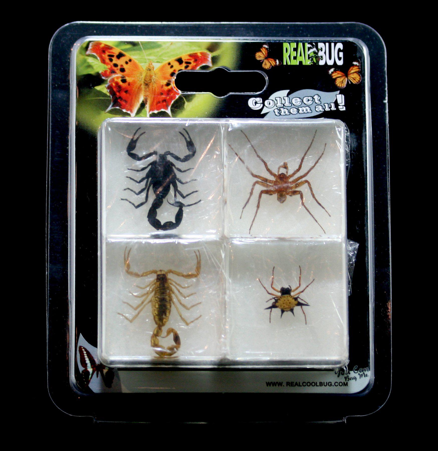 Scorpion and Spider Acrylic Display Case - Perfect for Entomology Collections, Home Decor & Science Education