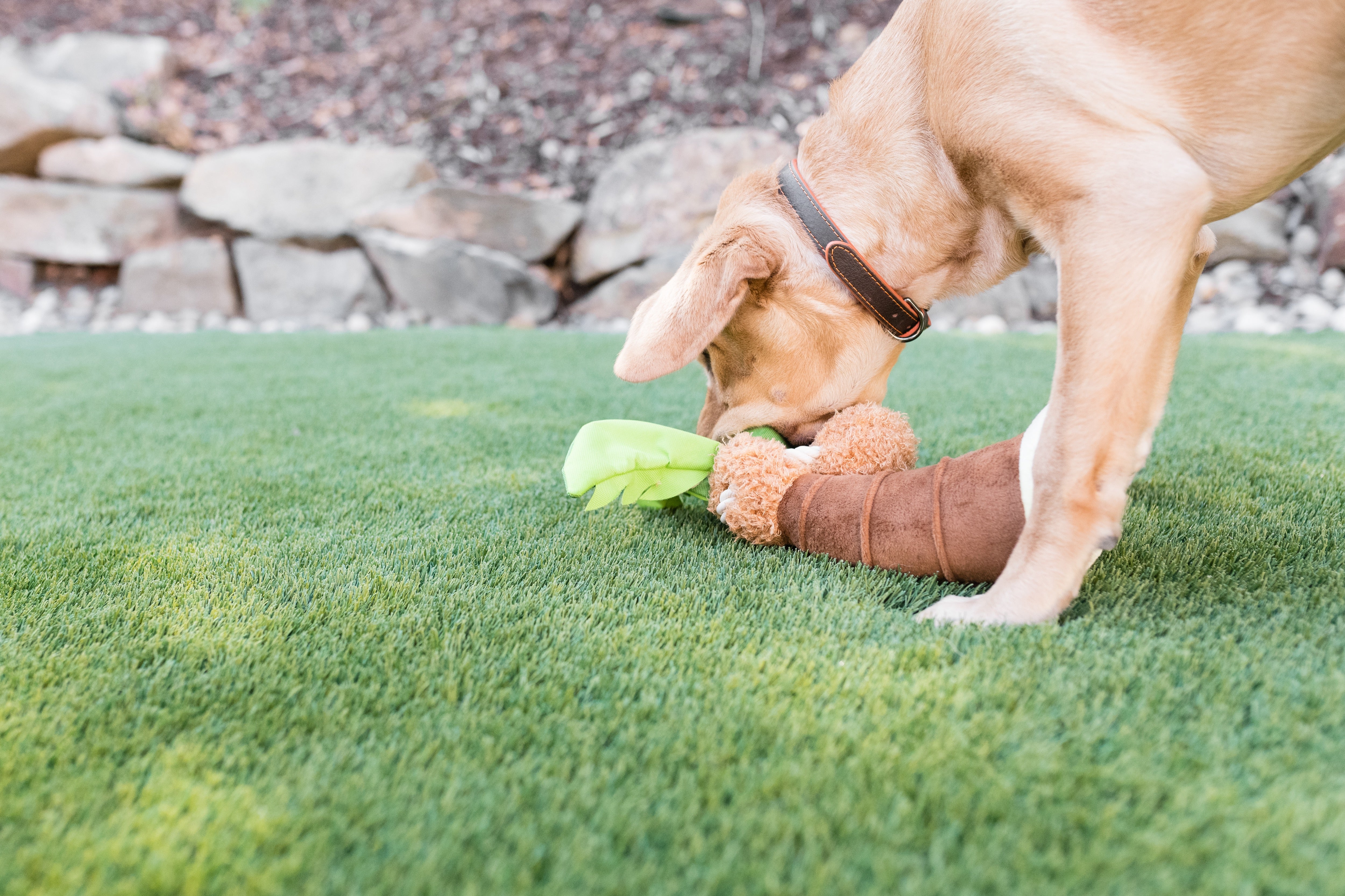 Tropical Paradise™ Dog Plush Toy - La Palma Soft Chew Toy for Dogs | Durable & Safe Pet Play | Perfect for Indoor & Outdoor Playtime