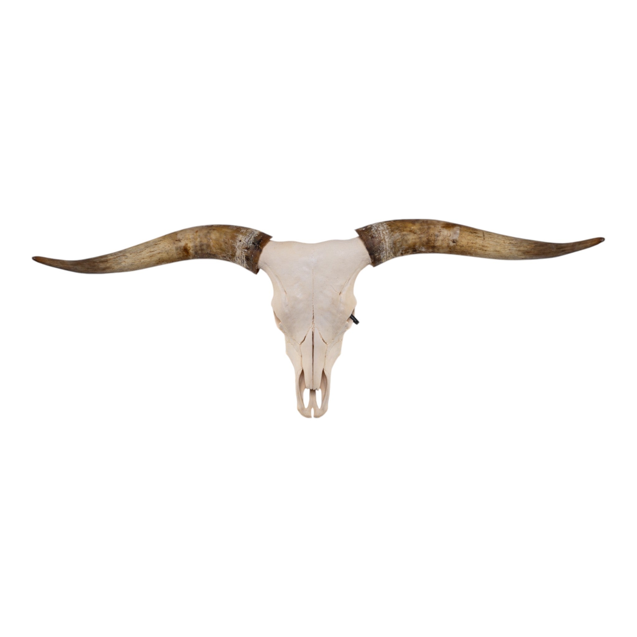 Authentic Texas Longhorn Skull - Genuine Cowboy Decor for Western Home & Ranch Style - Perfect for Wall Art, Man Cave, and Western Themed Parties