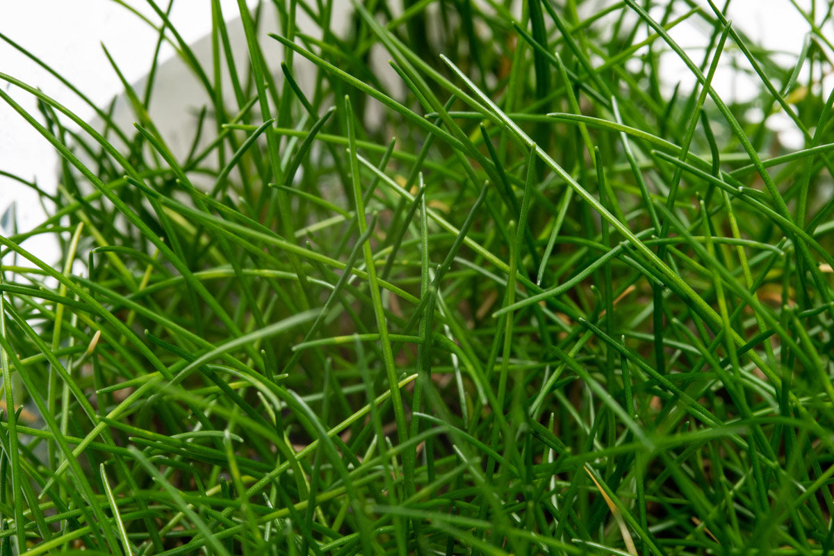 Eleocharis Belem - Dwarf Hairgrass Aquarium Plant for Freshwater Fish Tanks | Perfect for Aquascaping, Nano Tanks, and Shrimp Habitats