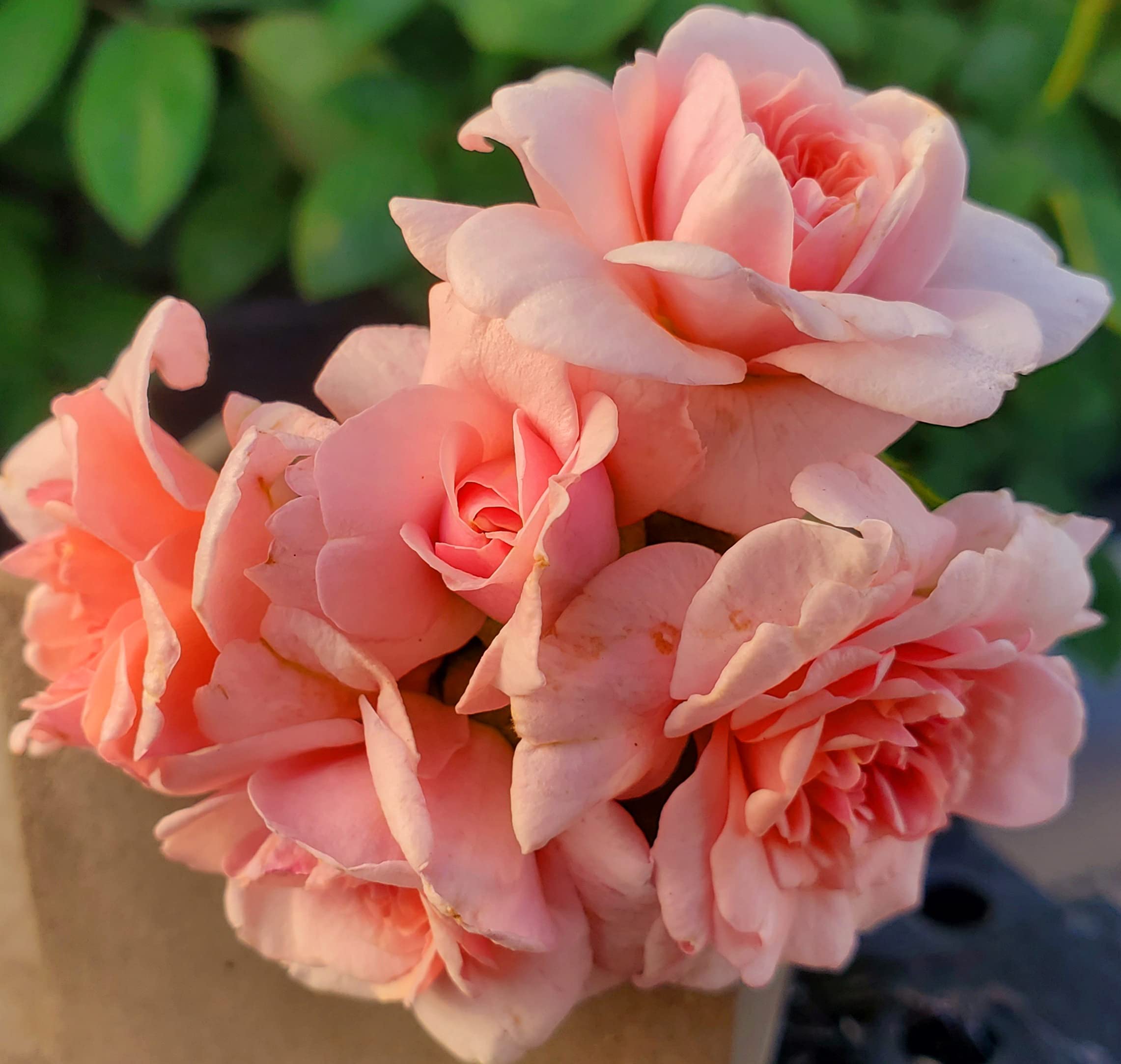 Cecille Brunner Climbing Rose Live Plant - 2 Quart Pot, Pink Climbing Rose Bush for Outdoor Planting | Perfect for Garden Trellises, Fences & Romantic Landscaping | Live Plant Gift for Rose Lovers
