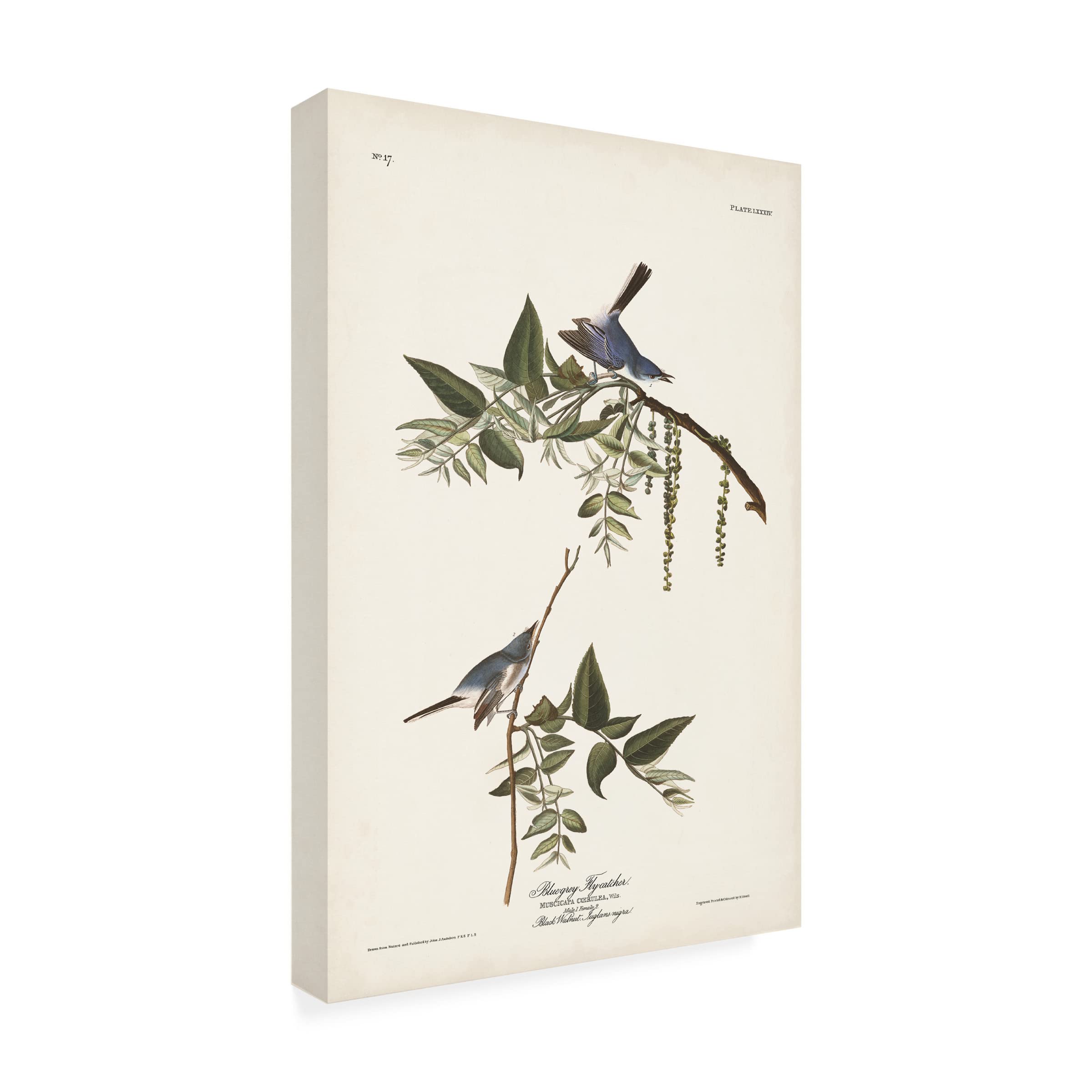 John James Audubon Bluegrey Flycatcher Canvas Art Print 16x24 - Premium Wildlife Bird Wall Decor for Living Room, Bedroom & Office