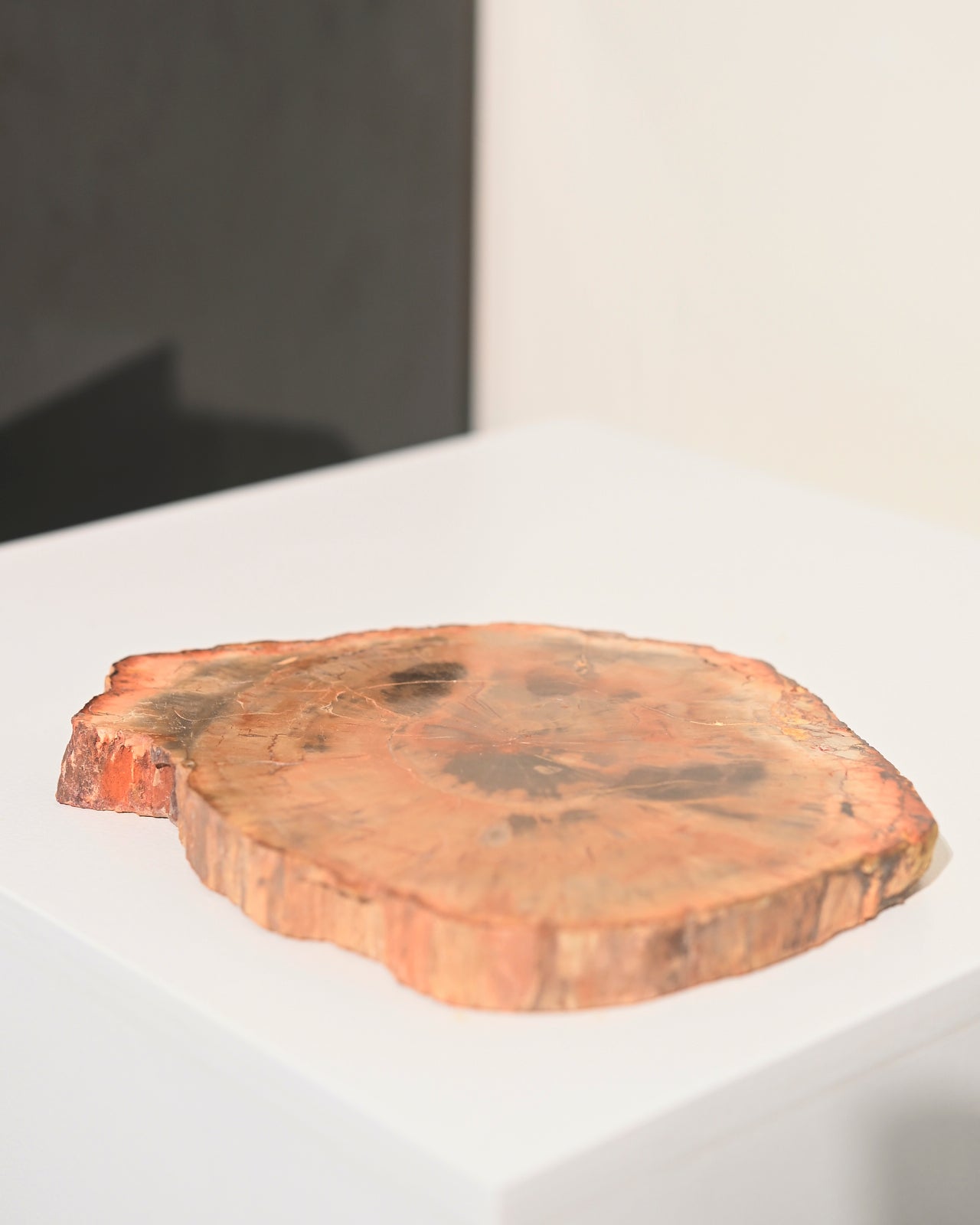 Natural Petrified Wood Slab - 5 Inch Polished Stone Display Piece for Home Decor, Office Desk, or Crystal Collection | Unique Geological Specimen & Fossilized Wood Gift