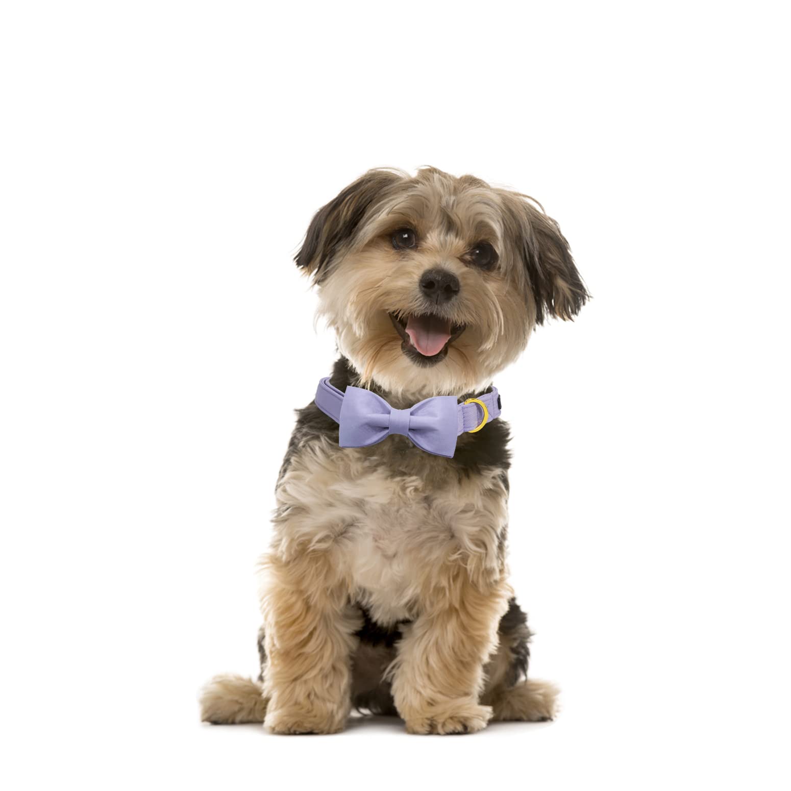 Premium Adjustable Breakaway Dog Collar with Bow Tie - Maca Bates Solid Color Violet Collar for Small, Medium, Large & XL Dogs - Golden Metal Buckle - Perfect for Birthday Gifts, Parties & Special Occasions