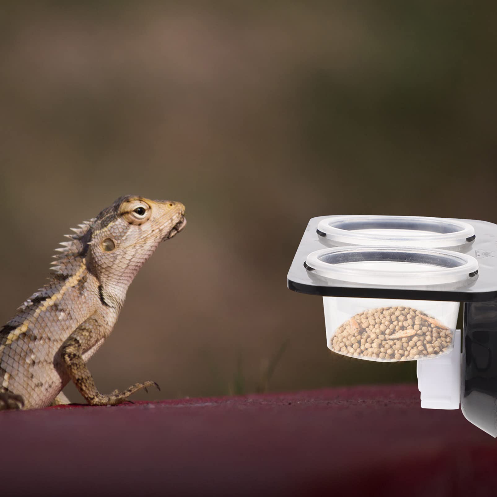1 Set Reptile Food & Water Bowl - Escape-Proof Dish for Pet Lizards, Snakes & Crawling Pets - Safe Feeding Supplies for Terrariums & Habitats | Perfect for Daily Feeding & Hydration