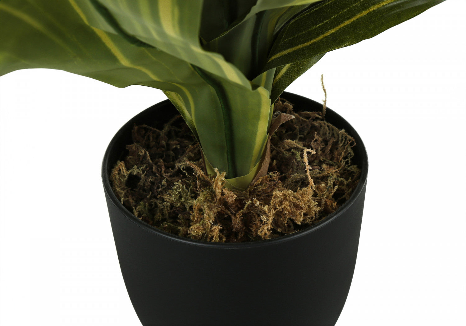 17 Inch Dracaena Plant in 4 Black Pots - Perfect for Home, Office, and Indoor Decor