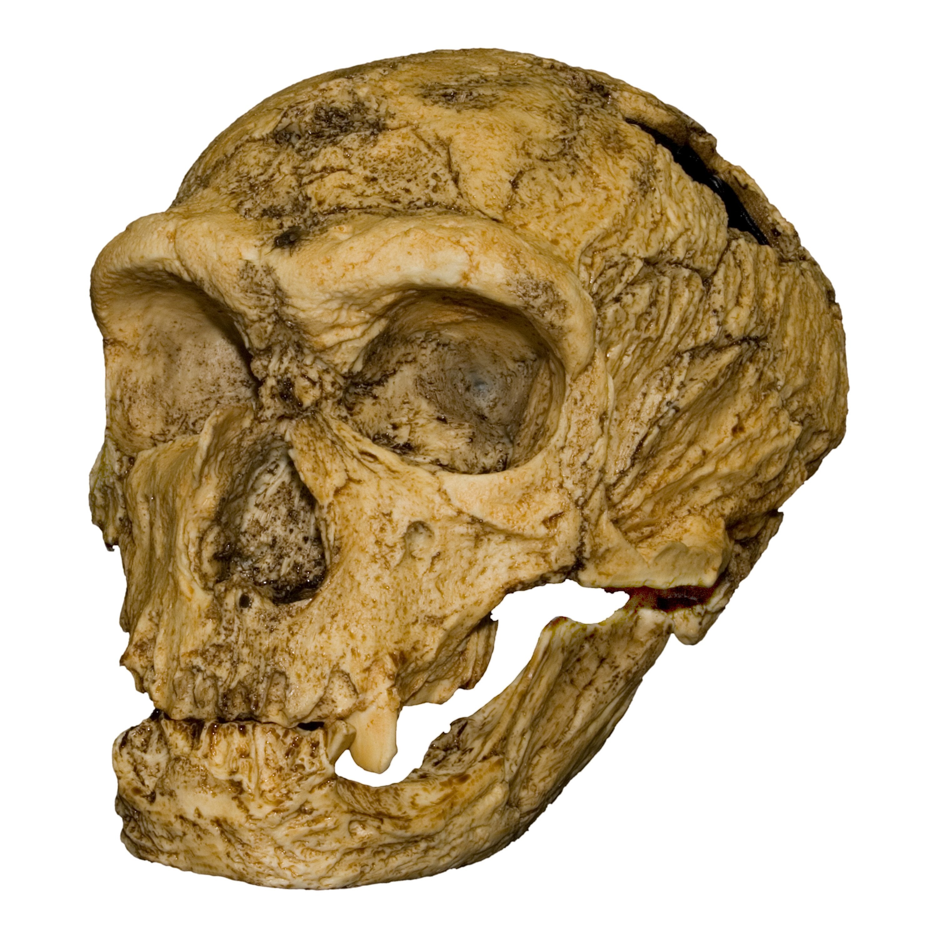Authentic Replica La Chapelle aux Saints Skull - Fossil Human Skull Model for Anthropology Study, Museum Display & Home Decor