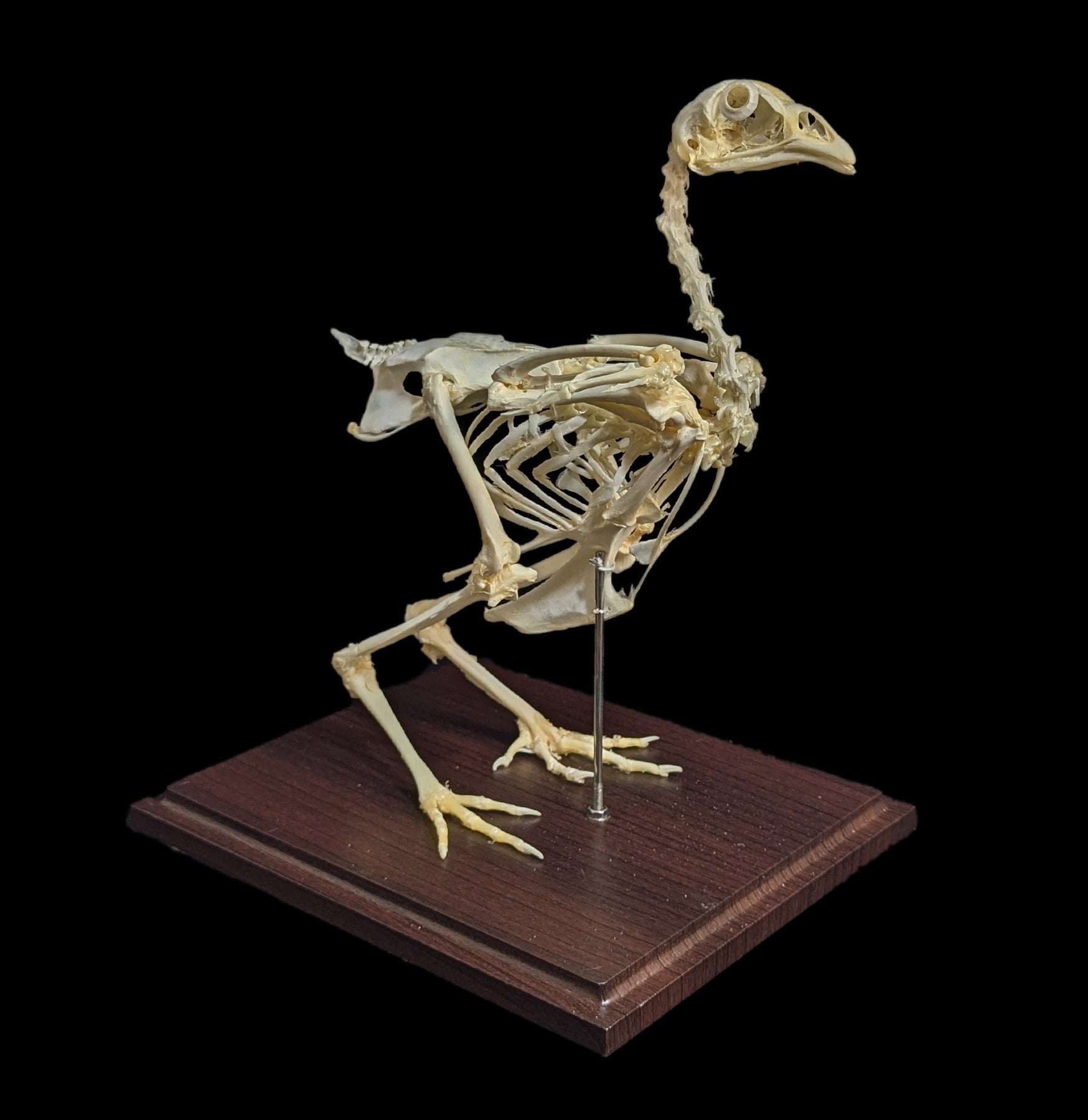 Articulated Chicken Skeleton - Realistic Anatomical Model for Science Education, Halloween Decor & Veterinary Study - Perfect for Classrooms, Labs & Spooky Home Decor